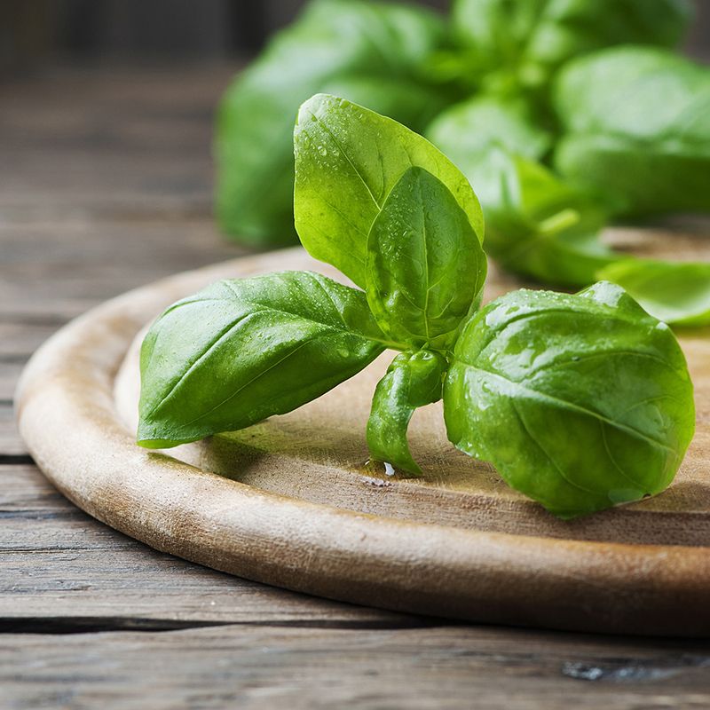 Albahaca-NUESTRA-QUINTA-bja.