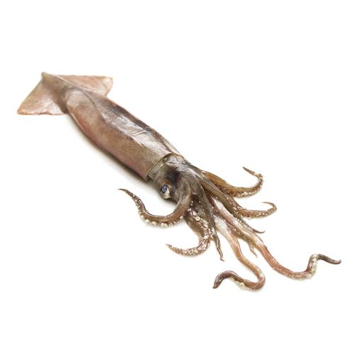 Calamar entero x 400 g