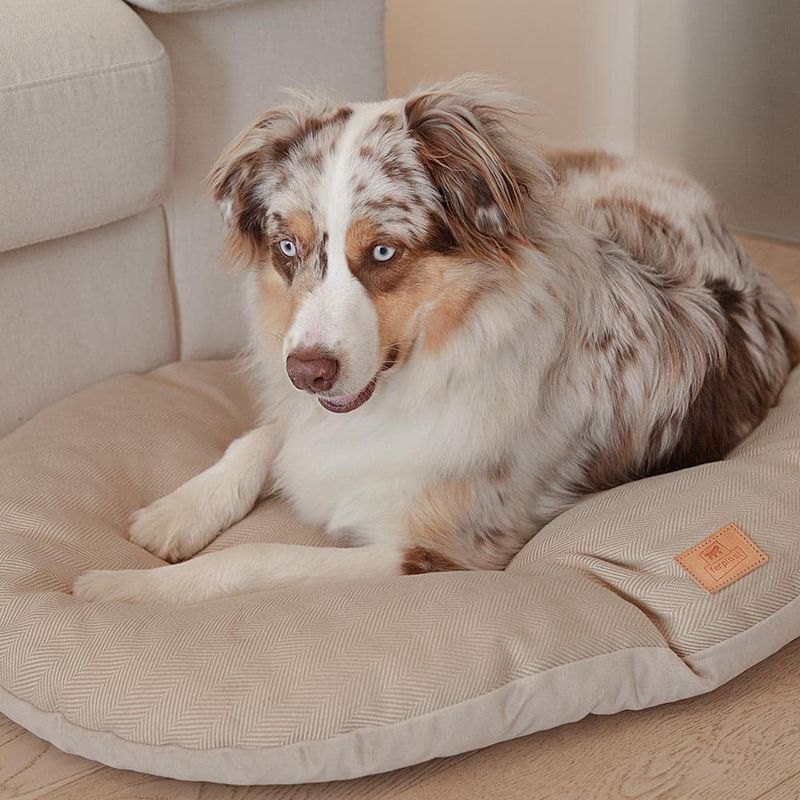 Almohadon-para-gatos-o-perros-FERPLAST-Stuart-55x36-cm