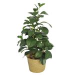 Planta-artificial-con-maceta-165x51-cm