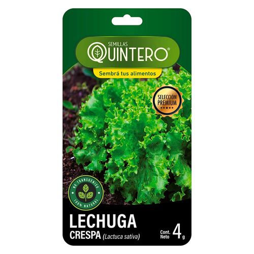Sobre de semilla de lechuga crespa QUINTERO 4 g