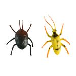 Insecto