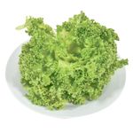 Lechuga-crystal-hidroponica