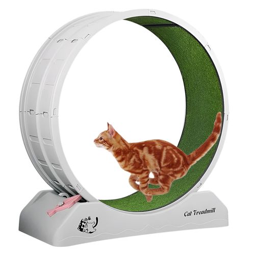 Cinta de correr para gatos obesos
